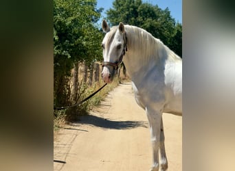 PRE Mix, Gelding, 11 years, 16 hh, Gray
