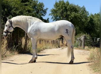 PRE Mix, Gelding, 11 years, 16 hh, Gray
