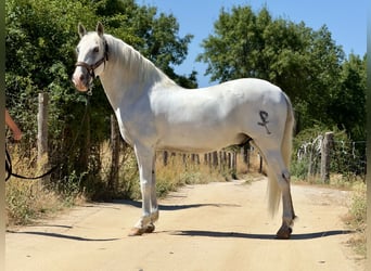 PRE Mix, Gelding, 11 years, 16 hh, Gray