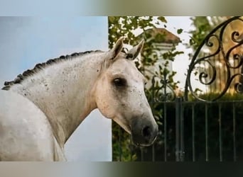 PRE, Gelding, 11 years, 16 hh, Grey