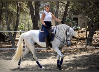 PRE Mix, Gelding, 11 years, 16,1 hh, Grey