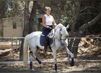 PRE Mix, Gelding, 11 years, 16,1 hh, Grey