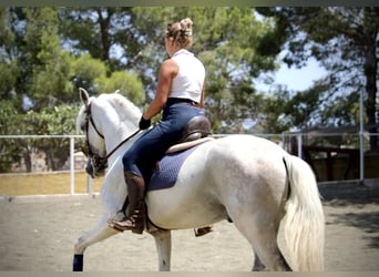PRE Mix, Gelding, 11 years, 16,1 hh, Grey