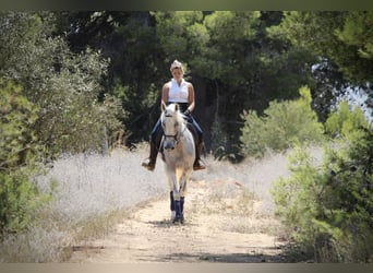PRE Mix, Gelding, 11 years, 16,1 hh, Grey