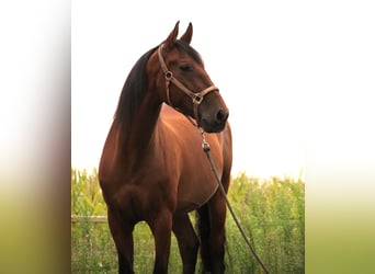 PRE Mix, Gelding, 11 years, Brown