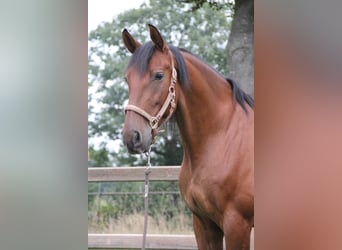 PRE Mix, Gelding, 11 years, Brown