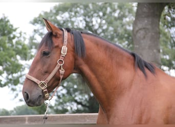 PRE Mix, Gelding, 11 years, Brown