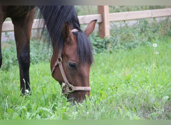 PRE Mix, Gelding, 11 years, Brown