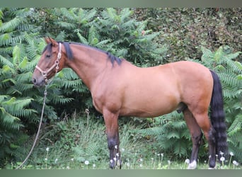 PRE Mix, Gelding, 11 years, Brown