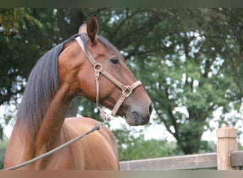 PRE Mix, Gelding, 11 years, Brown