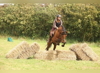 PRE, Gelding, 12 years, 15,1 hh, Brown