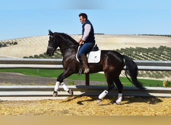 PRE, Gelding, 12 years, 15,2 hh, Black