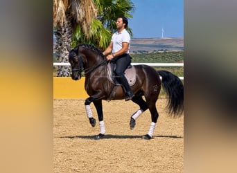 PRE Mix, Gelding, 12 years, 15.2 hh, Black