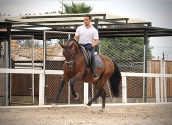 PRE Mix, Gelding, 12 years, 15.2 hh, Brown