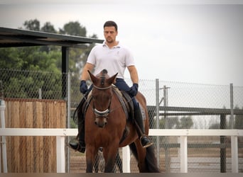 PRE Mix, Gelding, 12 years, 15.2 hh, Brown