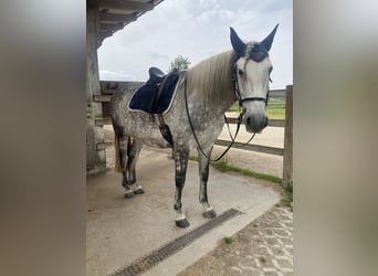 PRE, Gelding, 12 years, 15,2 hh, Gray-Dapple