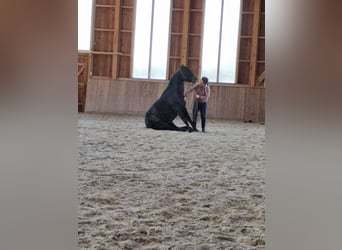 PRE Mix, Gelding, 12 years, 15,1 hh, Brown