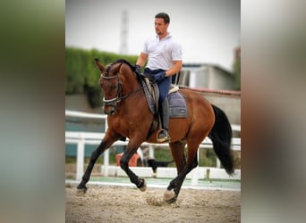 PRE Mix, Gelding, 12 years, 15,2 hh, Brown