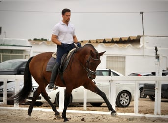PRE Mix, Gelding, 12 years, 15,2 hh, Brown