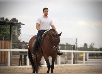 PRE Mix, Gelding, 12 years, 15,2 hh, Brown