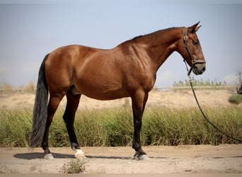 PRE Mix, Gelding, 12 years, 15,2 hh, Brown