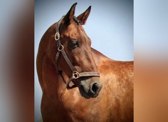 PRE Mix, Gelding, 12 years, 15,2 hh, Brown