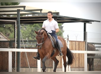 PRE Mix, Gelding, 12 years, 15,2 hh, Brown