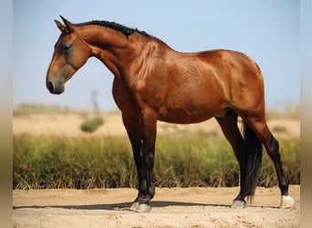 PRE Mix, Gelding, 12 years, 15,2 hh, Brown
