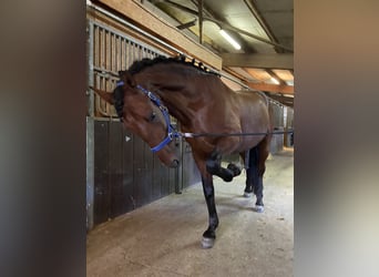 PRE Mix, Gelding, 12 years, 16,1 hh, Bay