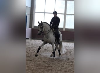 PRE Mix, Gelding, 12 years, 16,1 hh, Gray