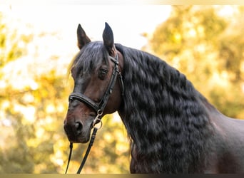 PRE Mix, Gelding, 12 years, 16 hh, Bay-Dark