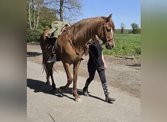 PRE Mix, Gelding, 12 years, 16 hh, Chestnut-Red