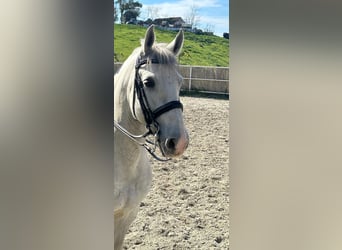 PRE Mix, Gelding, 12 years, 16 hh, Gray-Dapple