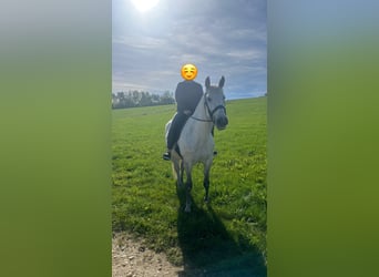 PRE, Gelding, 12 years, 16 hh, Grey