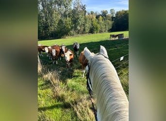 PRE, Gelding, 12 years, 16 hh, Grey