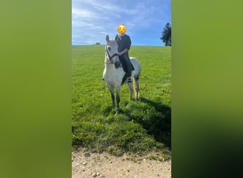 PRE, Gelding, 12 years, 16 hh, Grey
