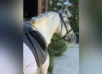 PRE, Gelding, 12 years, 16 hh, White