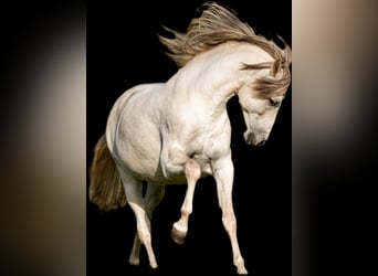 PRE, Gelding, 13 years, 15.2 hh, Grey