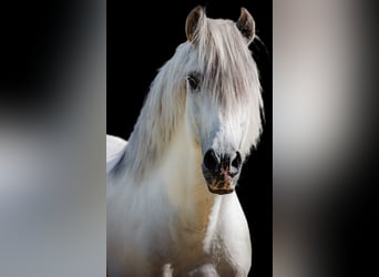 PRE, Gelding, 13 years, 15.2 hh, Grey