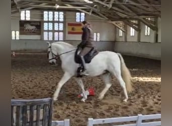 PRE, Gelding, 13 years, 15.2 hh, Grey