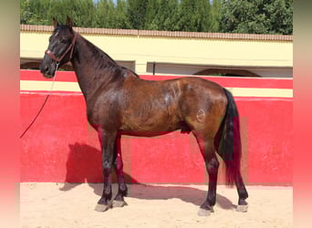 PRE Mix, Gelding, 13 years, 15,2 hh, Brown