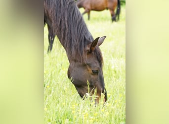 PRE, Gelding, 13 years, 15,3 hh, Bay-Dark