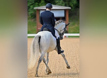 PRE, Gelding, 13 years, 16,1 hh, Gray