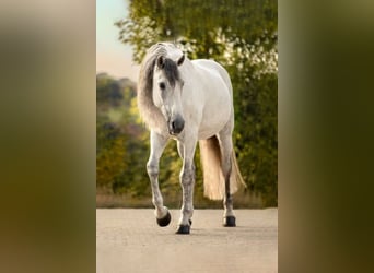 PRE, Gelding, 13 years, 16,1 hh, Gray