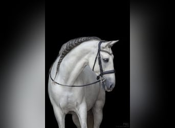 PRE Mix, Gelding, 13 years, 16,1 hh, Gray