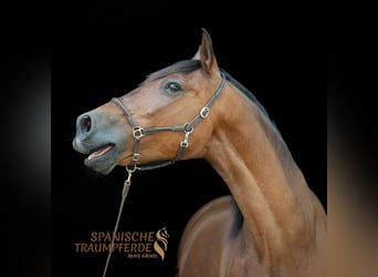 PRE Mix, Gelding, 13 years, 16,3 hh, Brown