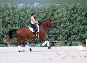 PRE Mix, Gelding, 13 years, 16.3 hh, Brown