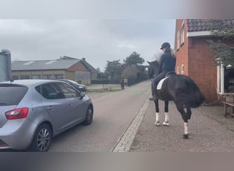 PRE Mix, Gelding, 13 years, 16 hh, Black