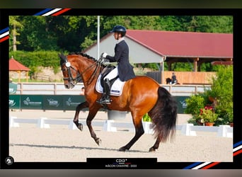 PRE Mix, Gelding, 13 years, 16 hh, Brown