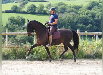 PRE Mix, Gelding, 13 years, 16,1 hh, Bay-Dark